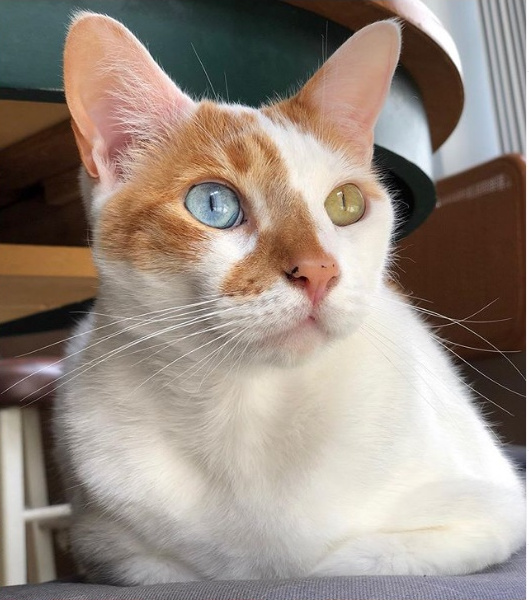 Richard este una din cele mai cunoscute pisici cu heterocromie