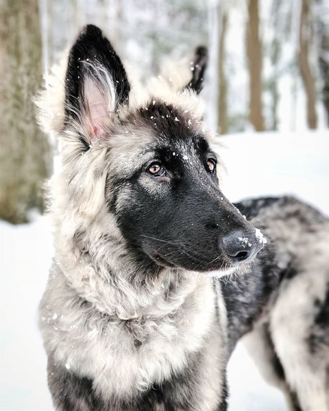Unul dintre cei mai frumosi caini