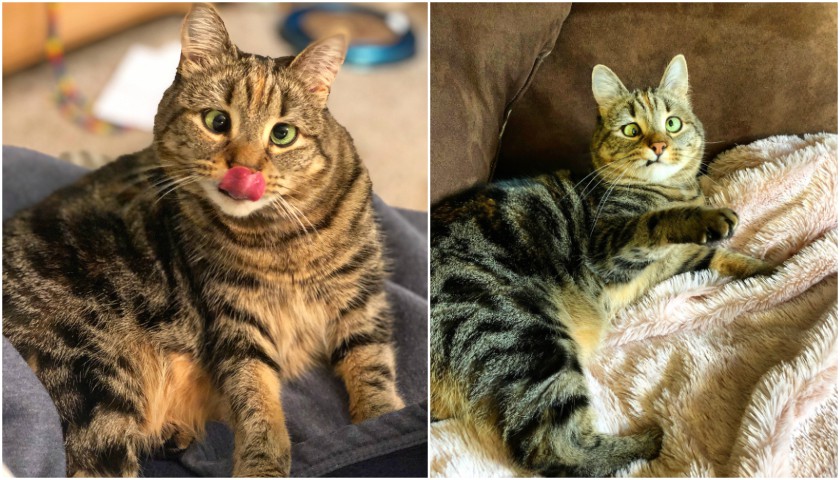 Olive - pisicuta care se uita crucis