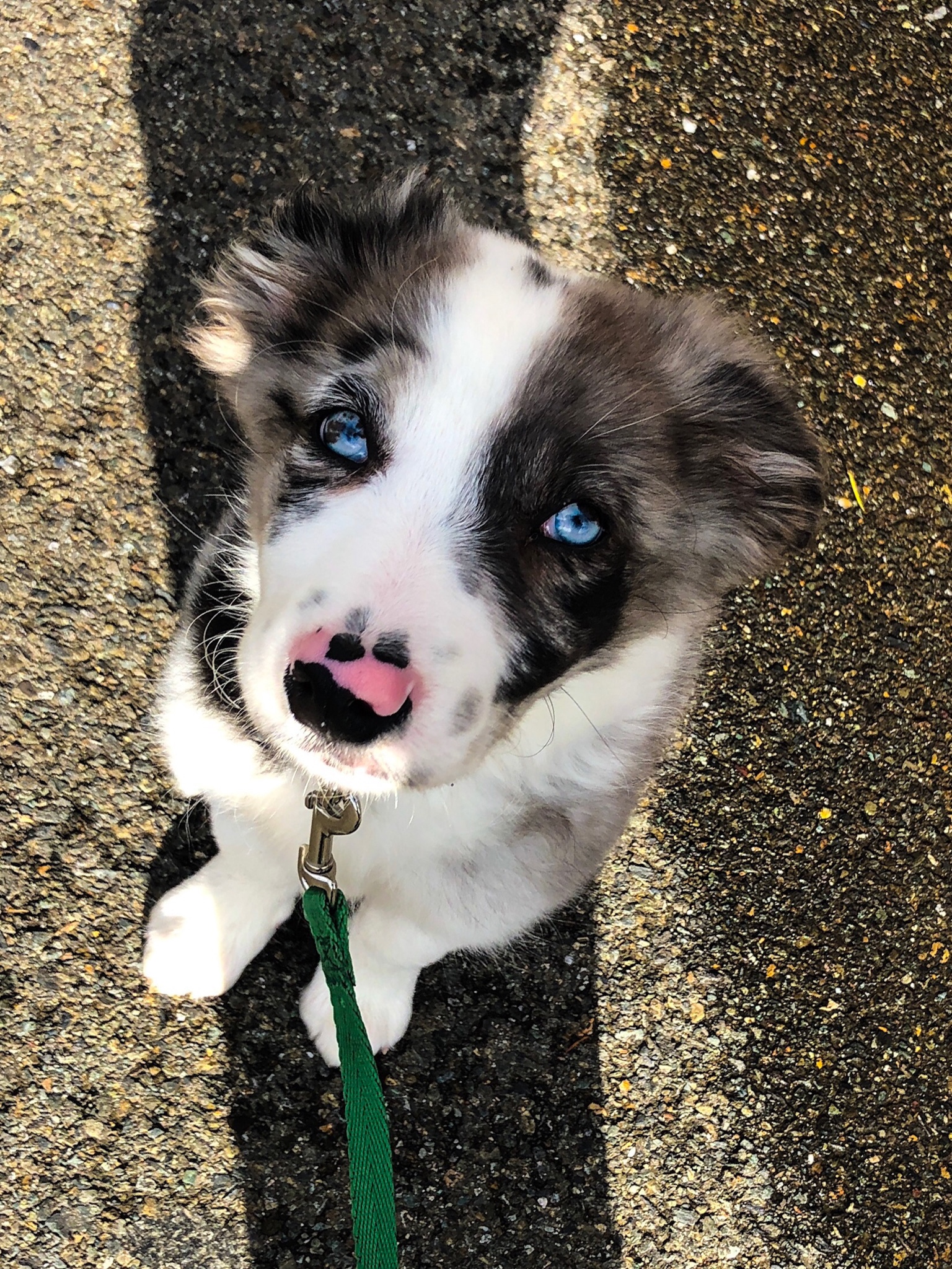 El este Jager, catelul cu ochi de marmura