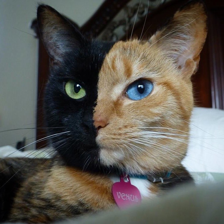 Venus - pisica cu doua fete