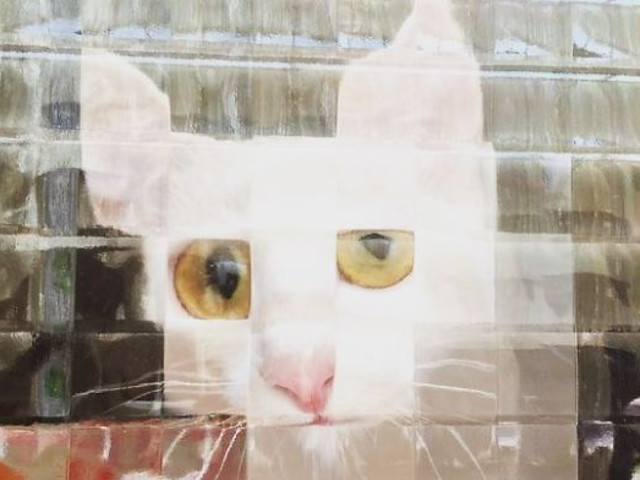 Privire patrunzatoare