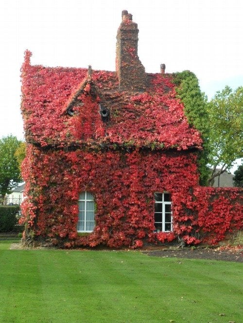 Casa rurala englezeasca imbracata in flori rosii de toamna
