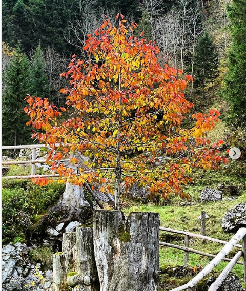 Lucerna din Elvetia sau orasul unde toamna nu a cerut voie sa vina