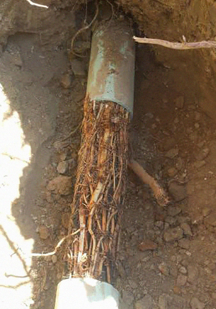 Conducta blocata de radacini