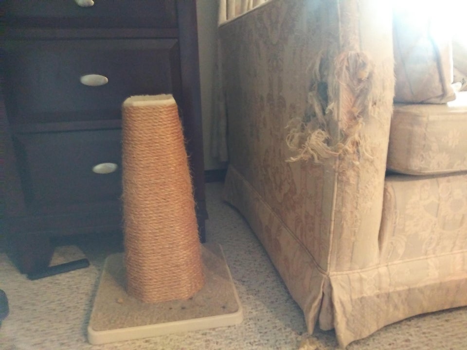 Pisica a decis ca ar fi mai bine sa isi ascuta gherutele pe canapea...