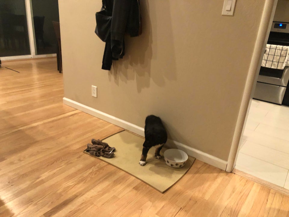 Cainele acesta te lasa sa crezi ca nu are cap