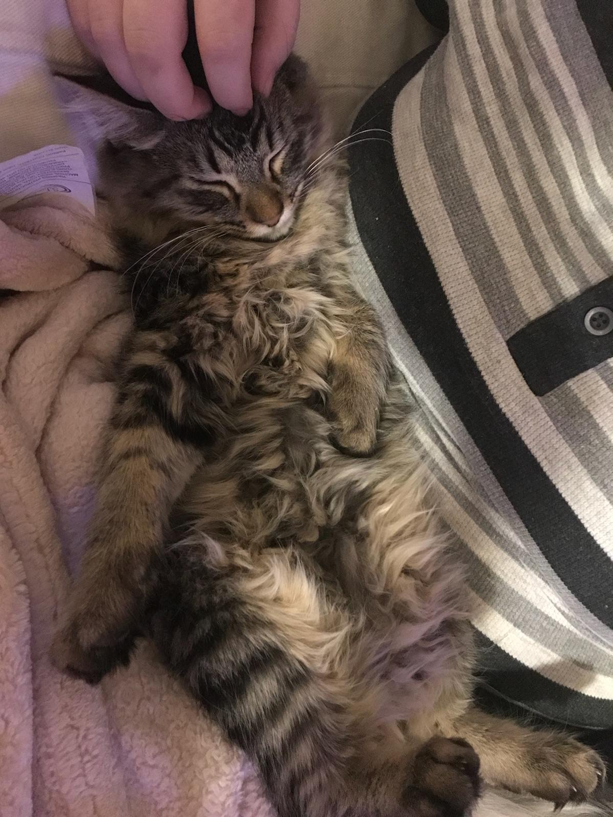 Adora sa fie mangaiat