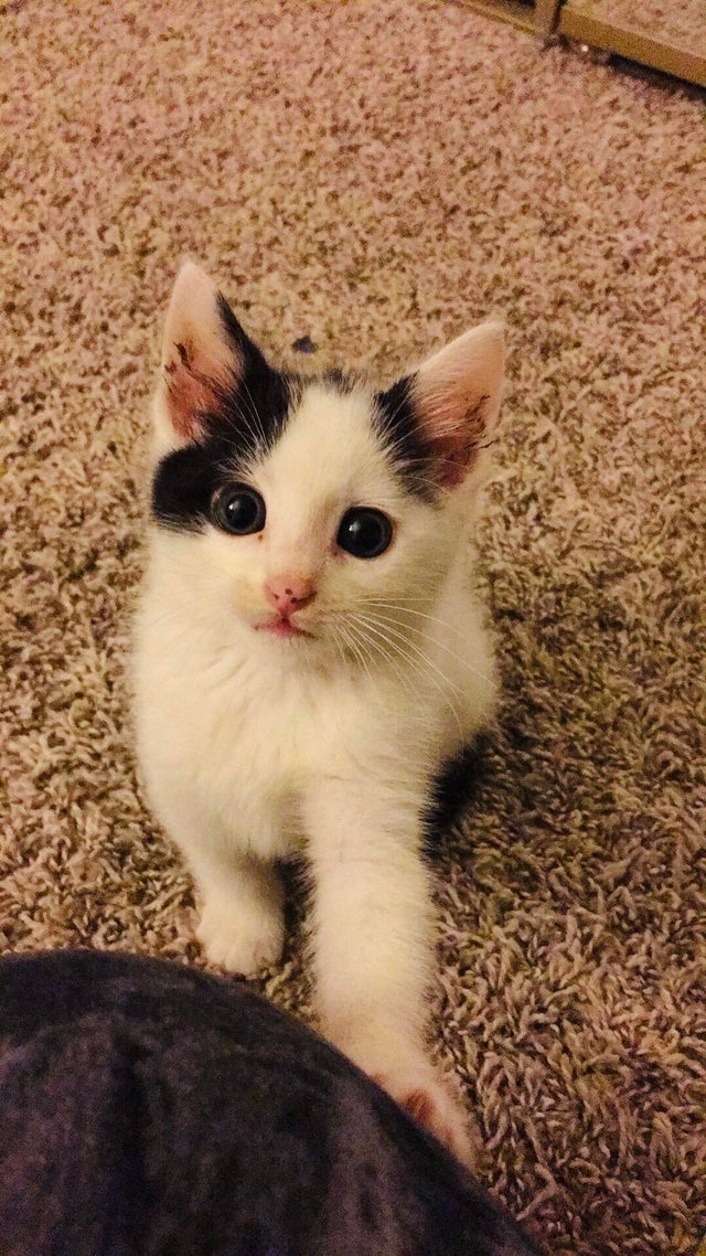 Micuta aceasta vrea sa i se dea atentie