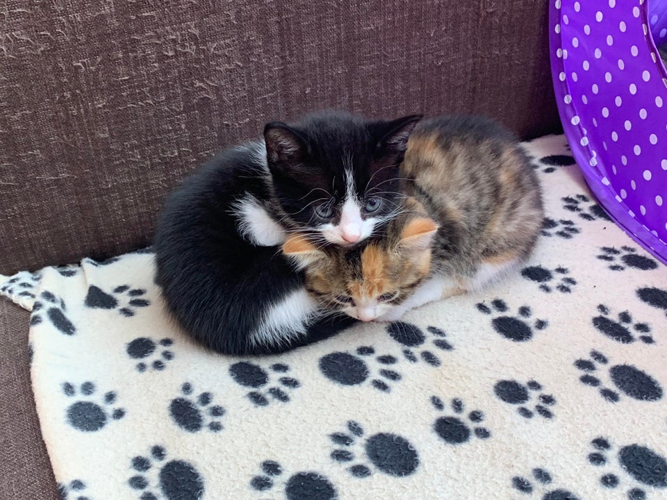 Dupa ce s-au ciondanit timp de jumatate de ora, au decis sa se imbratiseze