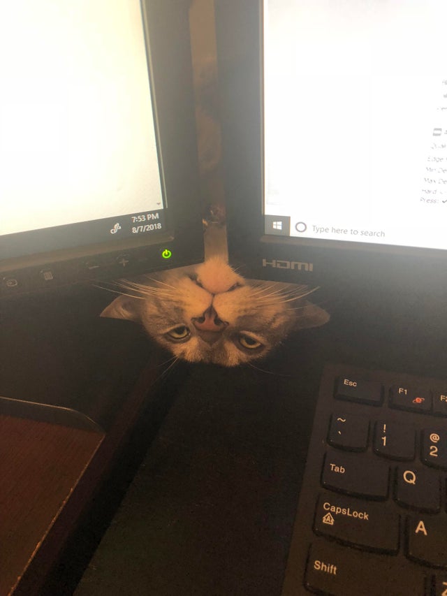 A vrut sa verifice daca stapanul sau mai are treaba