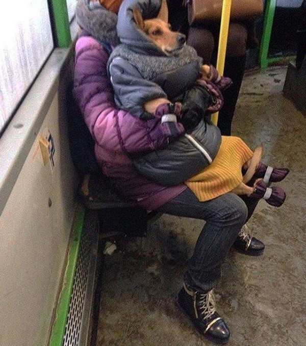 Un caine imbracat adecvat pentru vreme si vremuri?