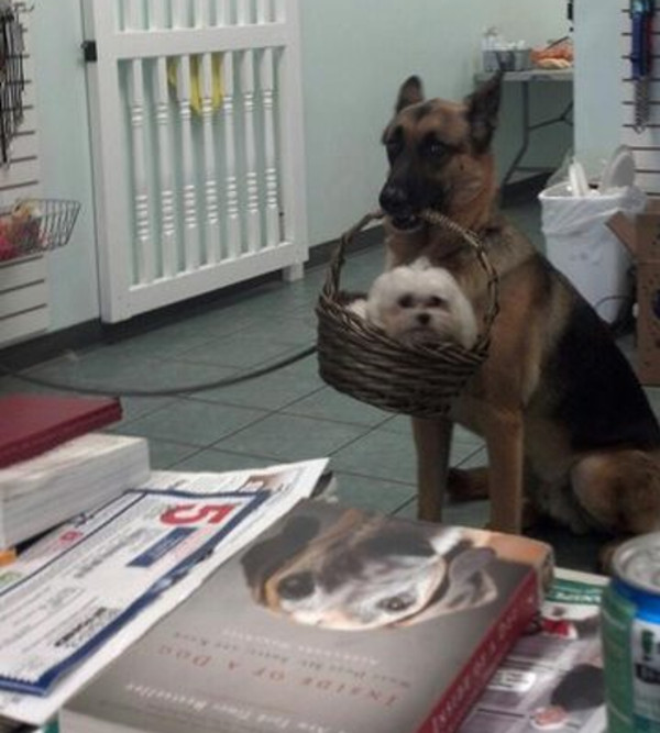 Un caine care nu pare ca stie incotro sa o apuce cu amicul sau