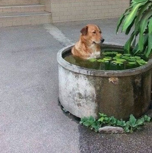 Un caine ce nu pare prea multumit de alegerea facuta