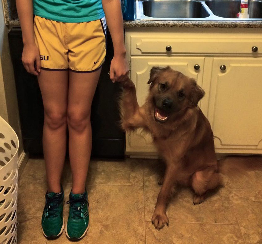 Un caine salvat care ar vrea sa stea toata ziua numai asa