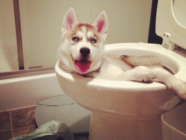 Un Husky care tot cauta cel mai confortabil loc din locuinta. Sa fie acesta oare?