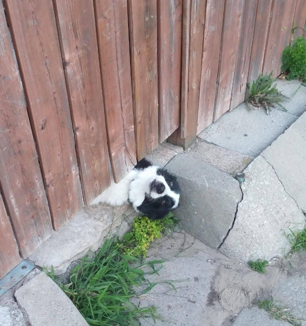 Ori inauntru, ori afara? Nici acest catelus nu stie