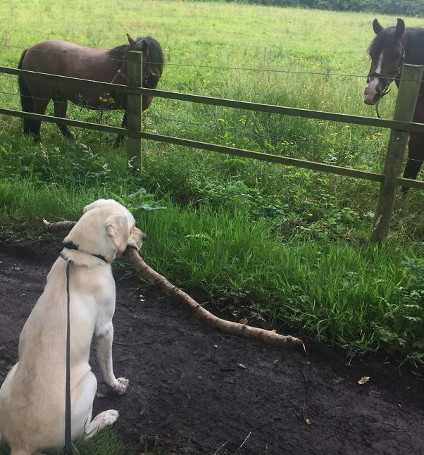 Nimeni nu stie ce semnifica batul oferit cailor de catre acest caine