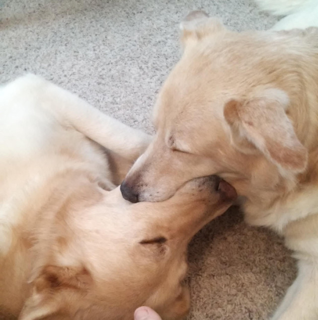 Au adormit in timp ce se jucau cu o minge de tenis