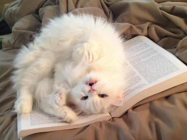 O pisica ce nu vrea sa accepte ca ar putea fi altceva mai important decat ea