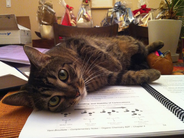 Nu e momentul de studiu