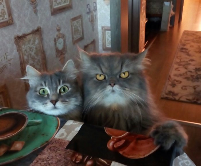 Sunt imposibil de refuzat atunci cand vor sa le dai din mancarea ta