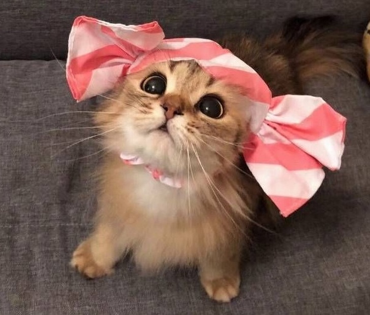 Niciun alt animalut nu te mai poate privi asa