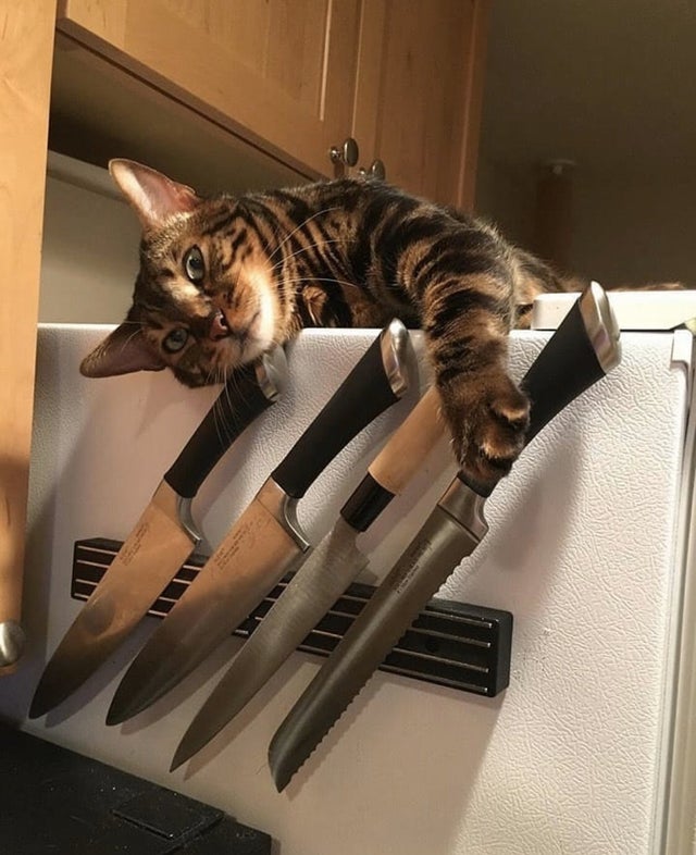 Cu o astfel de pisica nu ar trebui glumesti atunci cand ii este foame