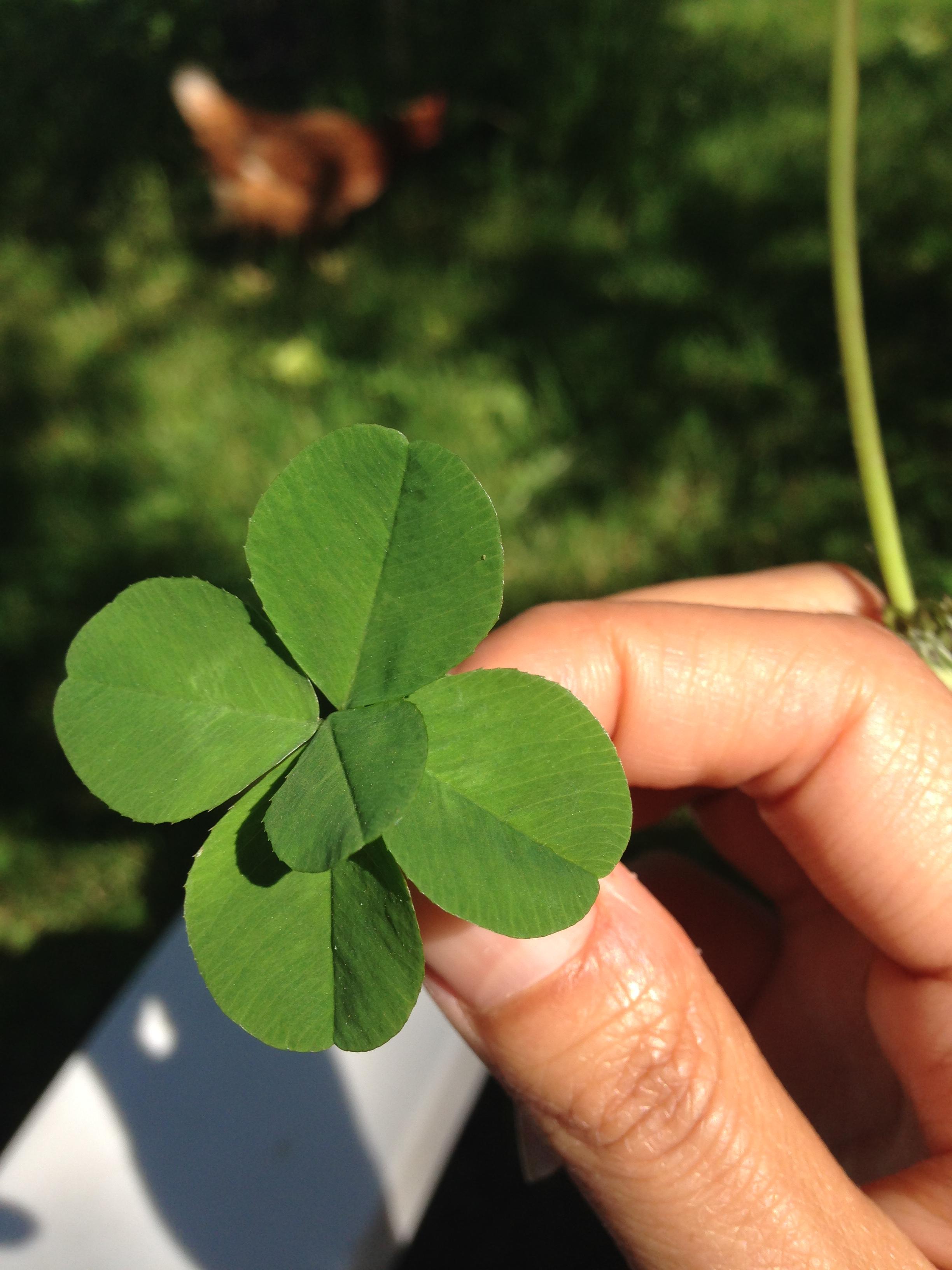 Un trifoi cu... 5 foi