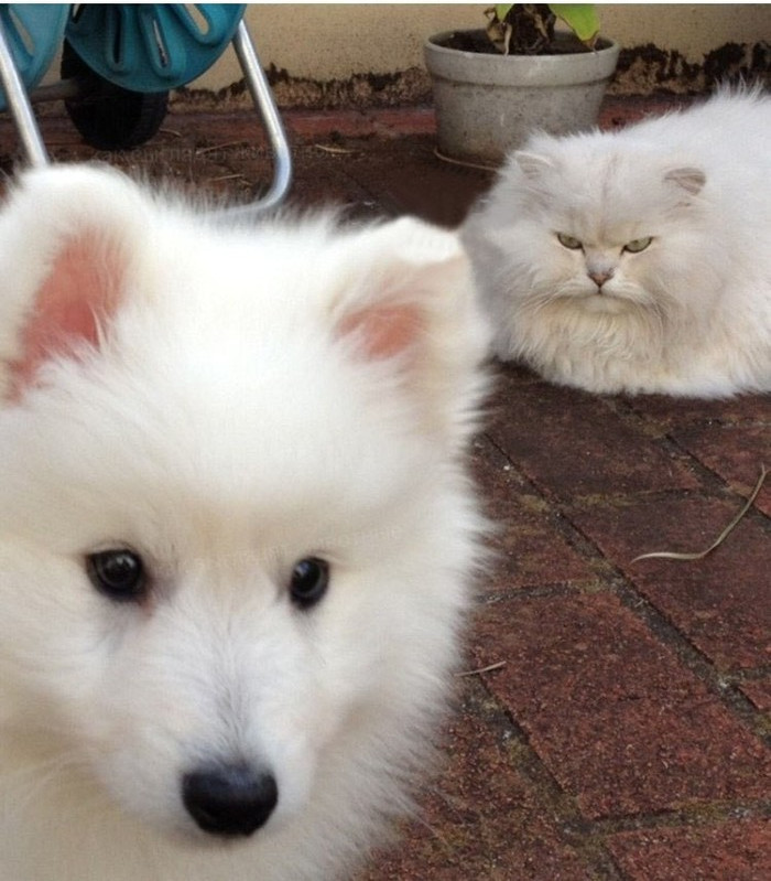 Doi norisori pufosi: unul suparat, celalalt confuz