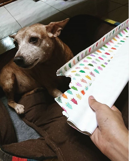 A decis sa isi ajute stapanul la impachetatul cadourilor