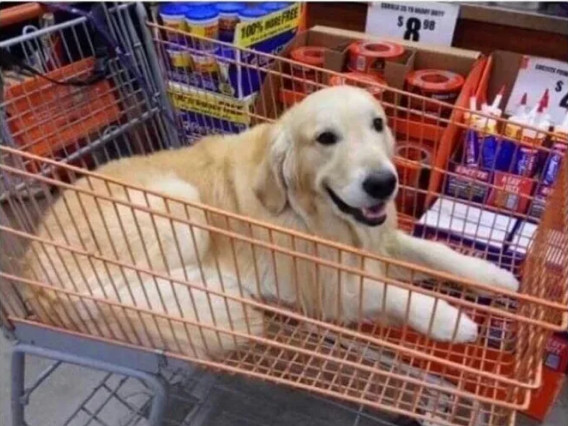 Asa se plimba printre raioanele din supermarket