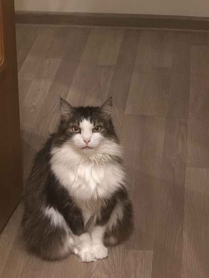 A uitat sa ii cumpere mancare, iar pisica a intampinat-o suparata