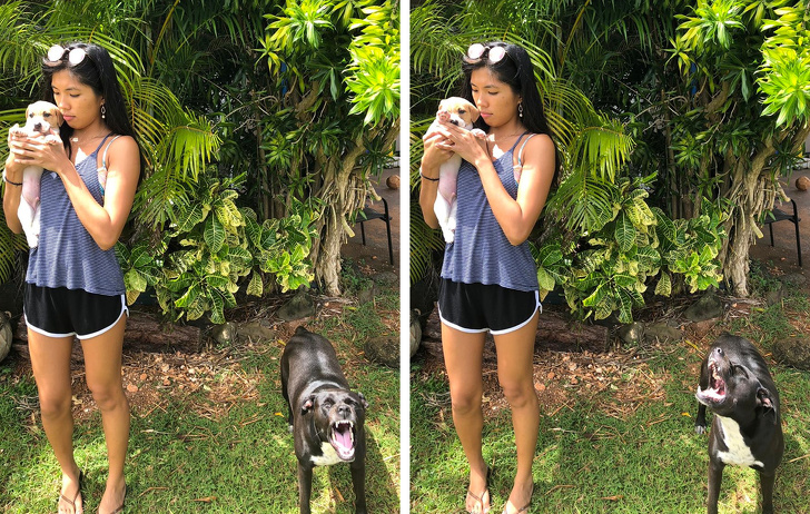 Catelul nu este prea incantat de noul membru al familiei