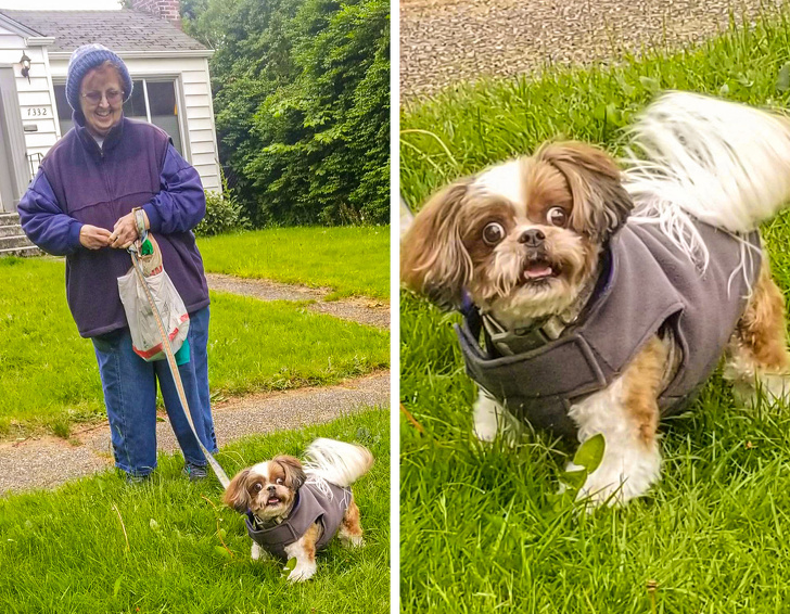 Cainele a fost foarte socat cand a vazut-o pe coafeza iesind din salon