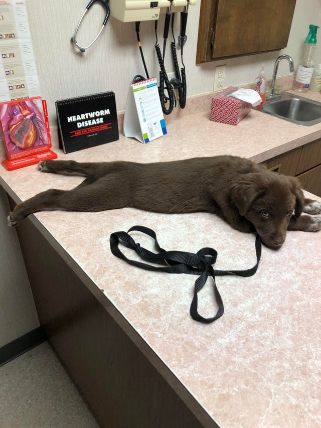 Desi nu pare prea incantat, a fost foarte curajos cand veterinarul l-a vaccinat