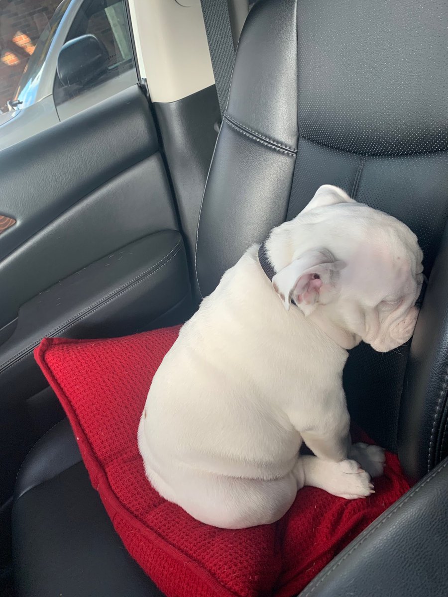 Cand stapanul ii spune "nu", aceasta este reactia lui: