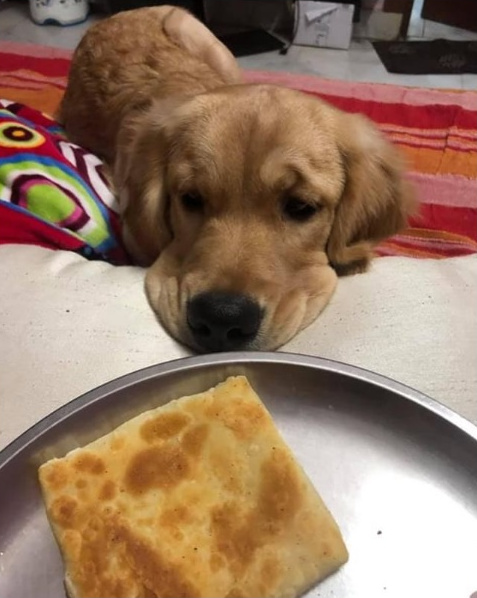 Stie ca nu are voie sa manance...