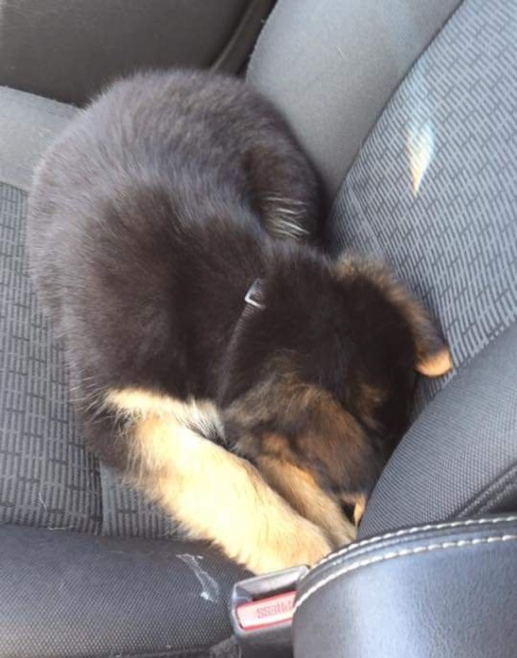 Nu ii place sa mearga cu masina pentru ca are impresia ca va fi dus la veterinar