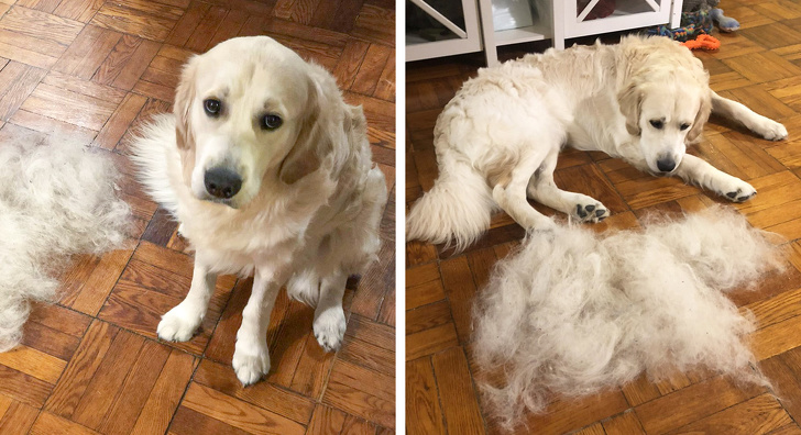 Jack era trist pentru ca a crezut ca stapanul a mai adoptat un caine