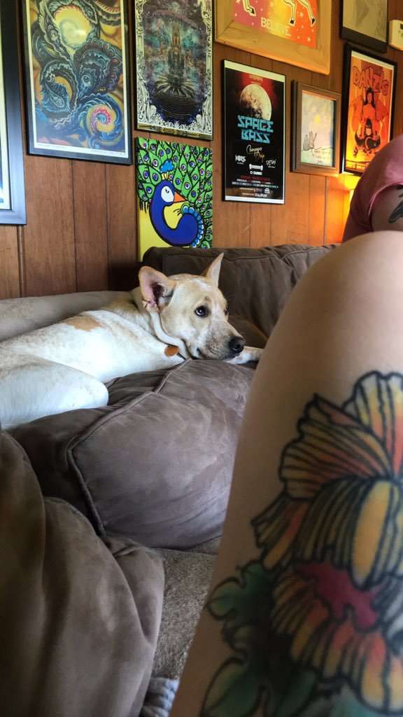 Se intristeaza de fiecare data cand isi vede stapana purtand sosete, pentru ca stie ca ea va pleca la munca