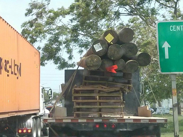 Exista riscul ca butucii sa cada in orice moment