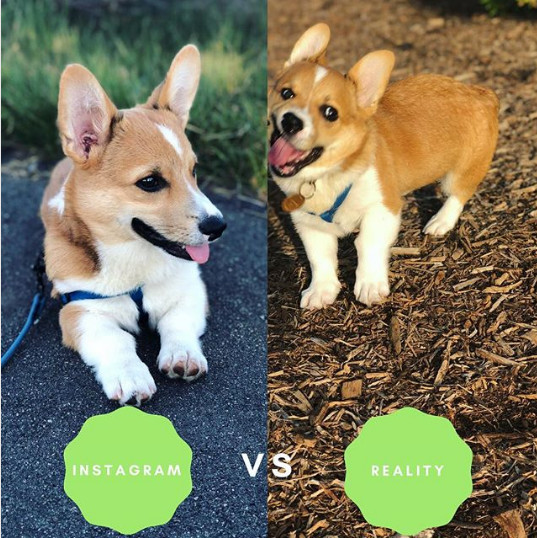 Incercand sa faci o fotografie draguta catelului: