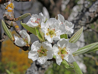 Afli rodul livezilor