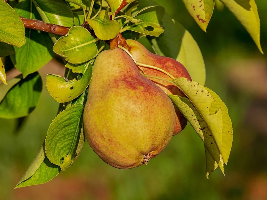 Perele sunt simbolul prieteniei in China, asa ca este interzis sa le tai in doua atunci cand le consumi