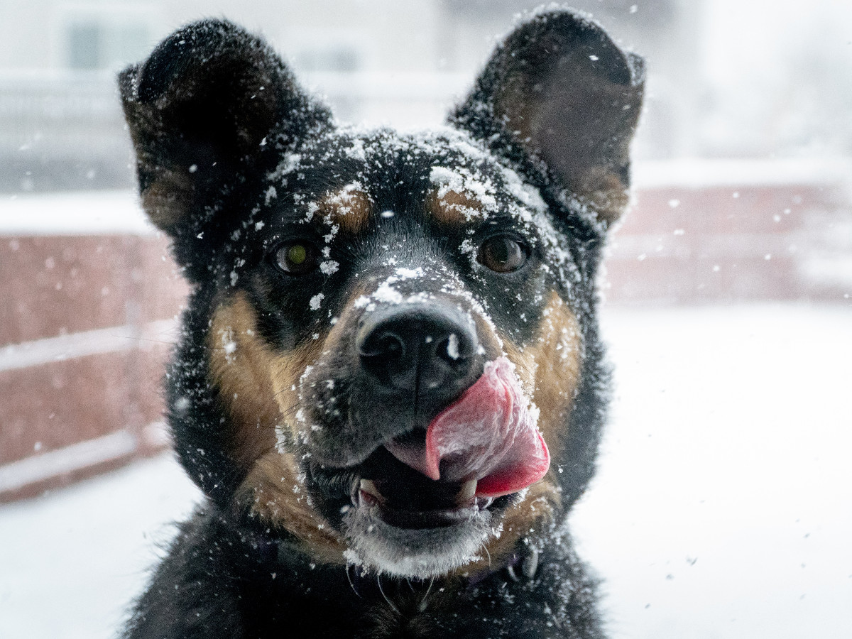 Un catelus ce pare destul de incantat