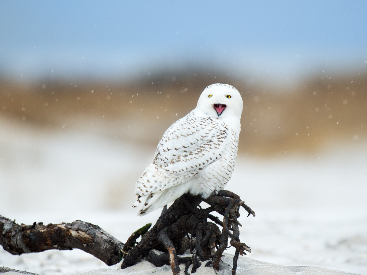 Primii fulgi de nea si o reactie neasteptata