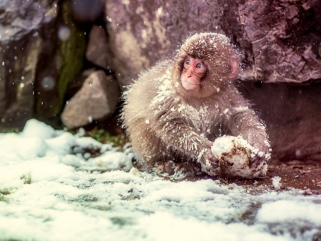 O maimuta ce s-a apucat deja de facut bulgari