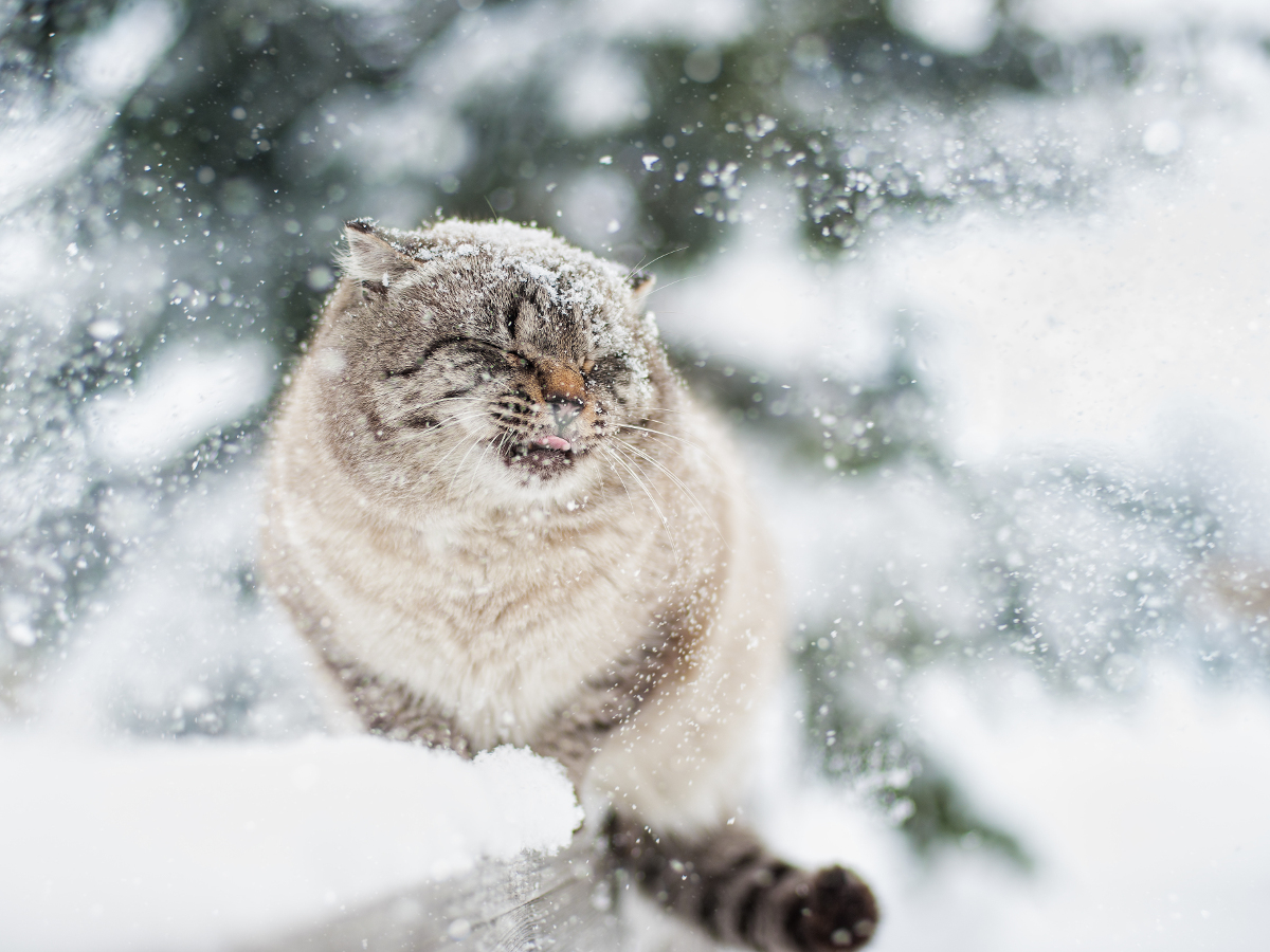 O alta pisica ce nu pare deloc incantata de ceea ce se intampla afara