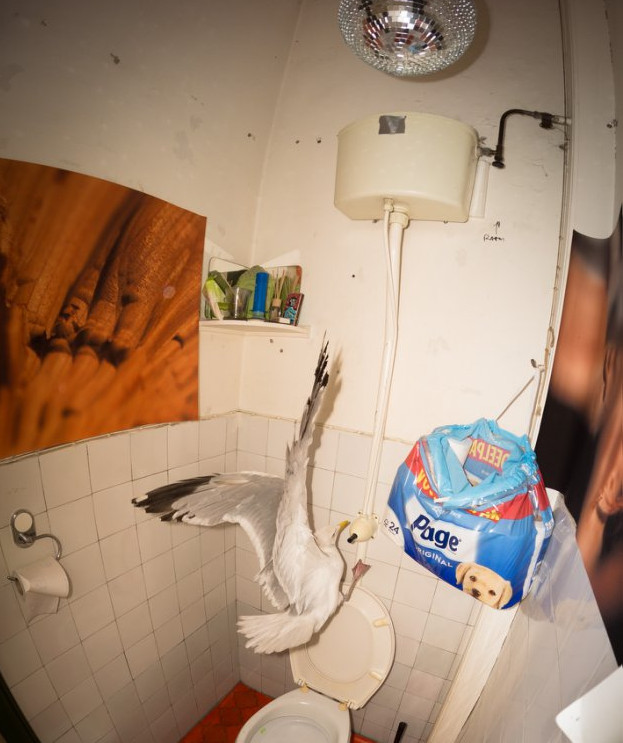 Atacat de un pescarus la baie